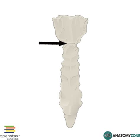 sternal angle Archives - AnatomyZone