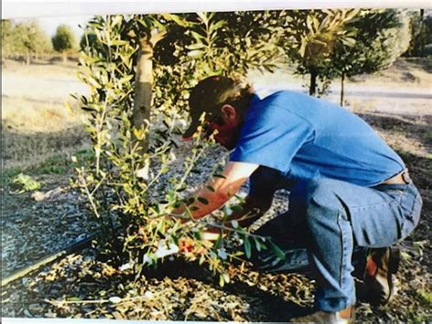 Pruning Olive Trees - Tree Lopper Cairns