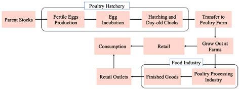 Flow diagram showing the stages of the poultry production system ...