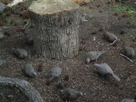 Mourning Doves feeding - FeederWatch