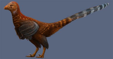 A New Chicken-like Dinosaur Discovered in China | TIME