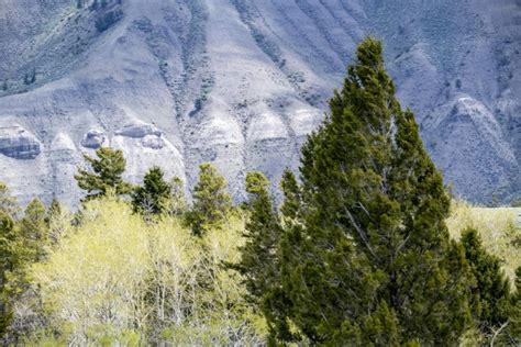 Yellowstone Mountains Free Stock Photo - Public Domain Pictures