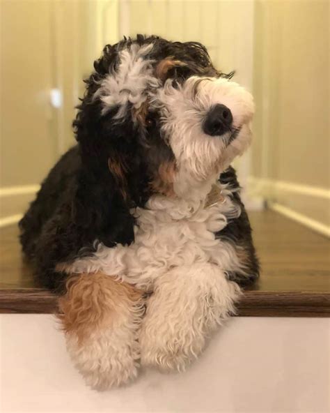 F1 Bernedoodle Full Grown : About Bernedoodles Alpine Bernedoodles / The puppy is 25 per cent ...