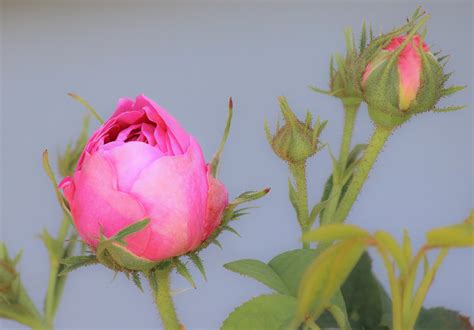 rose, Bud, Close up Wallpapers HD / Desktop and Mobile Backgrounds