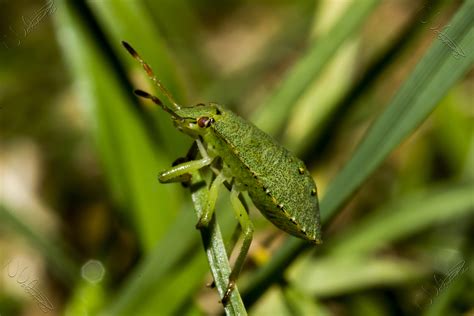 Green Garden Bugs Uk | Fasci Garden