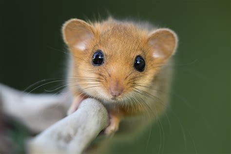 Guide to dormice: how to identify, facts about the species and conservation - Countryfile.com