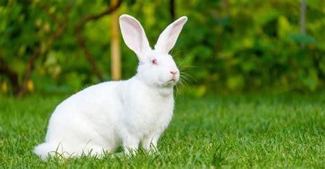 Albino Animals: The Top 10 Amazing White Animals - A-Z Animals