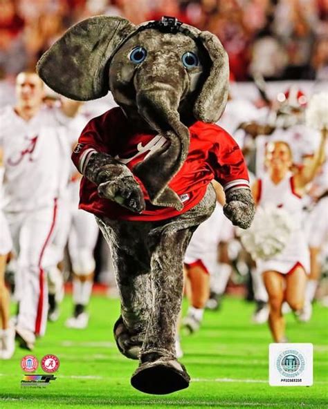 Alabama Crimson Tide Mascot | Alabama crimson tide, Mascot, Crimson tide