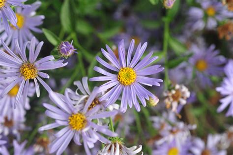 the modern house garden: purple aster