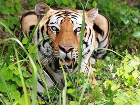 Bannerghatta National Park Timings, Ticket Price, Photos, Safari ...