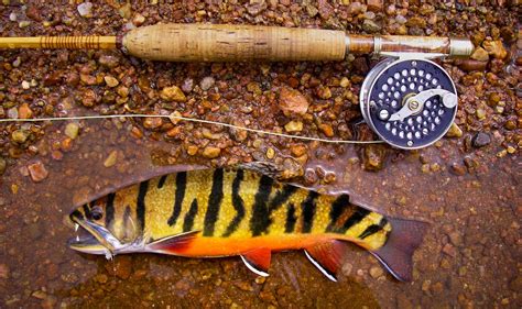 Tiger Trout - Fly Fishing | Gink and Gasoline | How to Fly Fish | Trout ...