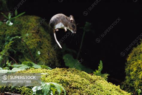 Deer Mouse (Peromyscus maniculatus) jumping as an evasive behavior ...