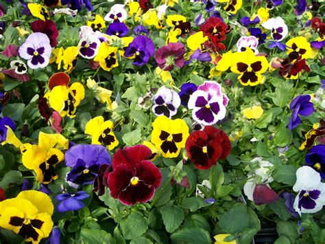 Pansies Plant | Pansies & Violas: Great color you can plant now ...