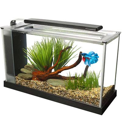 Betta Fish Size Chart | betta fish