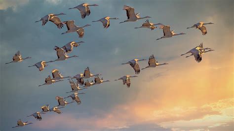 Sandhill Cranes Migration Photograph by Bob Juarez - Fine Art America