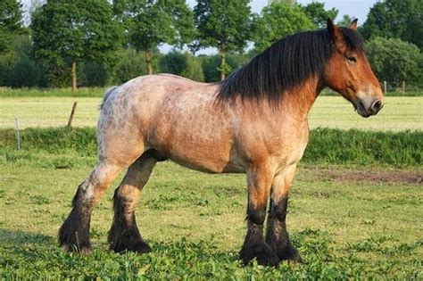 Australia Farm: Brabant horses