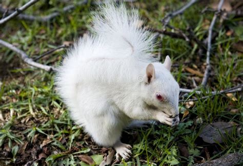 White albino squirrel stock photo. Image of sciurus, domestic - 19738988