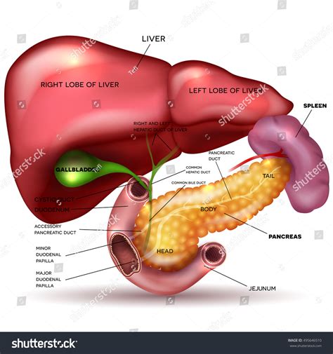 간, 췌장, 담낭과 비장은 하얀 배경에 스톡 벡터(로열티 프리) 495646510 | Shutterstock