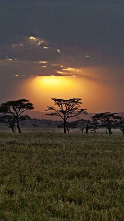 the sun is setting over some trees and elephants in an open field with ...