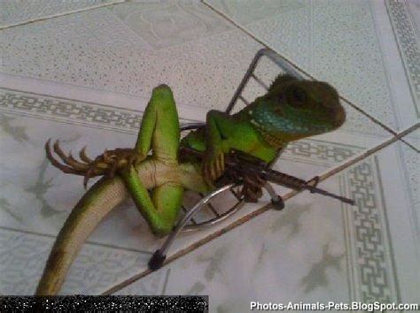 Reptiles can be funny too... - Page 3 - Reptile Forums