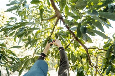 Professional Avocado Pruning - Avocado Pruning Pros