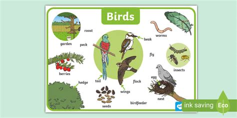 Bird Word Mat (teacher made) - Twinkl