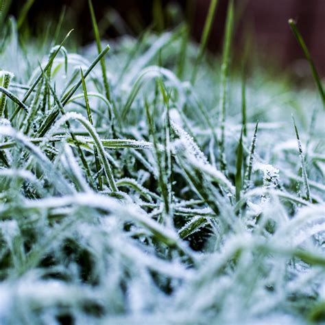 10 Tips for Winter Lawn Care to Keep Your Lawn Healthy All Winter Long - Crafting Her Blooms