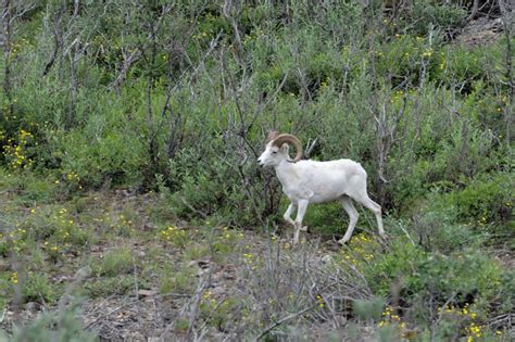 Denali National Park Wildlife | OzarksPhotosTravels