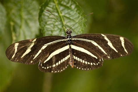 Zebra longwing | Reiman gardens butterfly wing, Ames, Iowa. | Nick Miller | Flickr