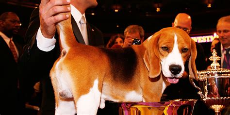 Westminster Dog Show winners throughout history - Business Insider