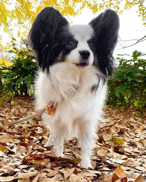 All Papillon Coat Colors and Markings Explained (With Pictures!)