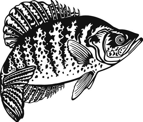 White Crappie Stock Illustrations – 115 White Crappie Stock Illustrations, Vectors & Clipart ...