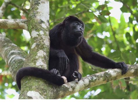 30 Cool Animals in Monteverde Cloud Forest to See on a Visit