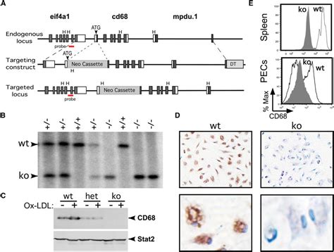 Generation of CD68 knockout mice. (A) Three models describe: i ) the... | Download Scientific ...