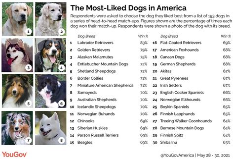 Ranked: America’s favorite dogs | YouGov