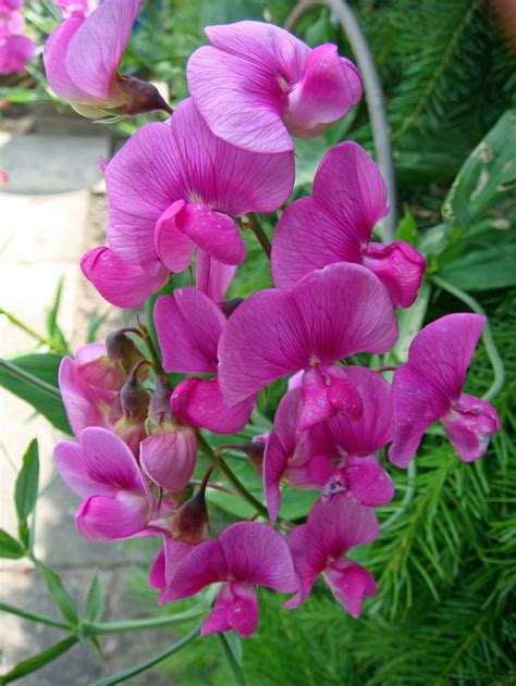 Pronk erwt / sweet pea / Platterbse | Planting flowers, Sweet pea, Vintage flowers