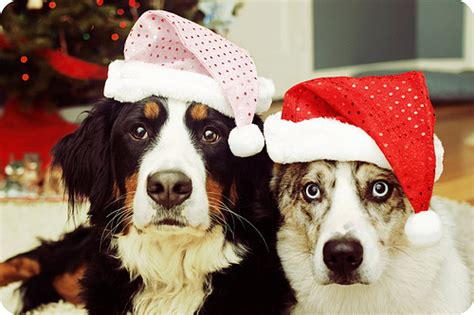 Dogs in Christmas Hats