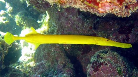 Facts: The Trumpetfish - YouTube