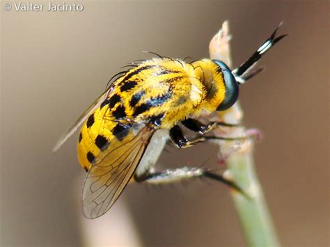 Bee Flies (Family Bombyliidae) · iNaturalist