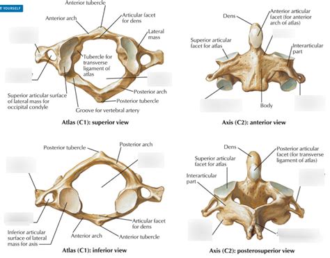 Atlas Vs Axis Anatomy