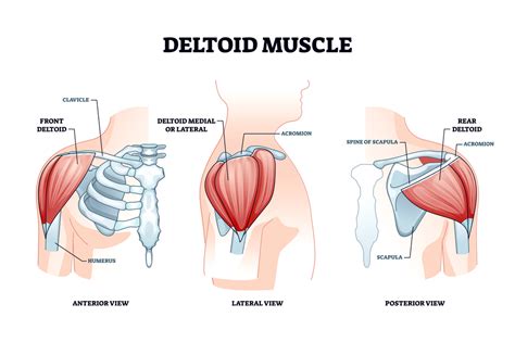 5 Best Rear Delt Cable Exercises To Get Big Shoulders Fast