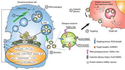 Designer exosomes produced by implanted cells deliver therapeutic cargo ...