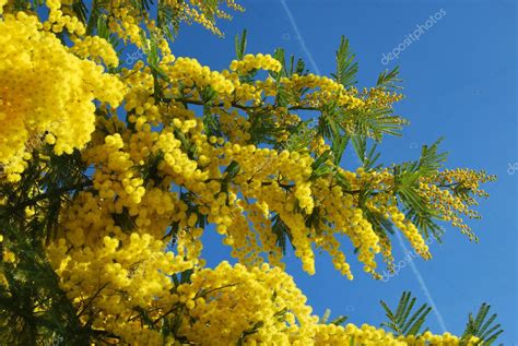 Mimosa flower 601 — Stock Photo © francofox #9341526