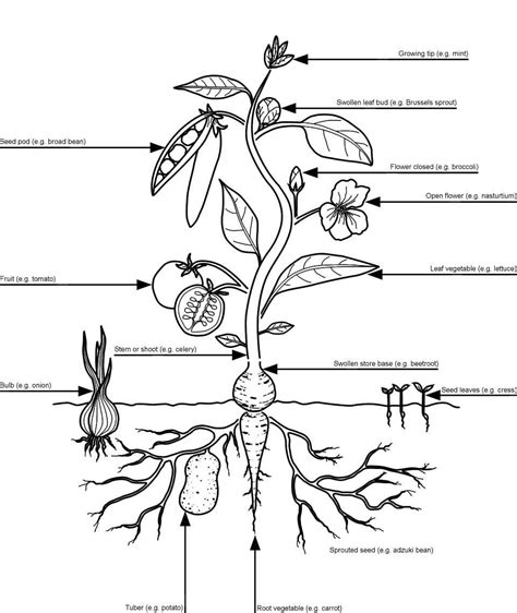 Lettuce Plant Diagram - Okejely Garden Plant