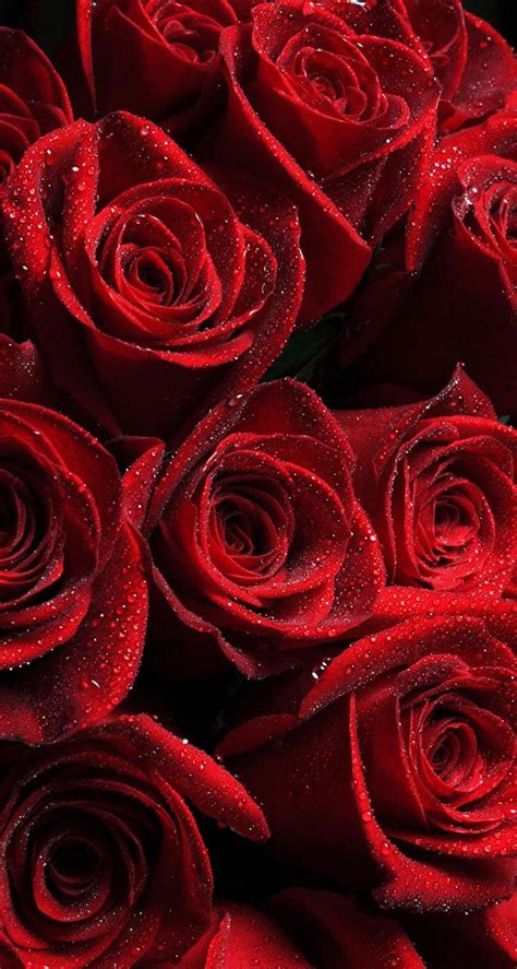 Red Roses iPhone Wallpaper