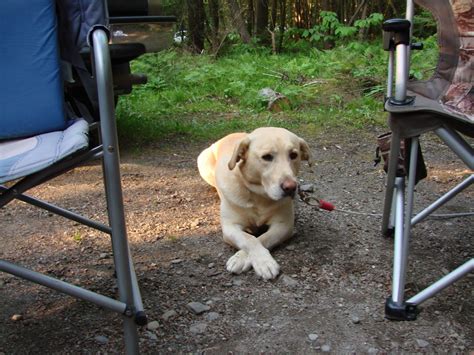 Some Vermont State Parks Cabins Will Be Pet Friendly In 2018