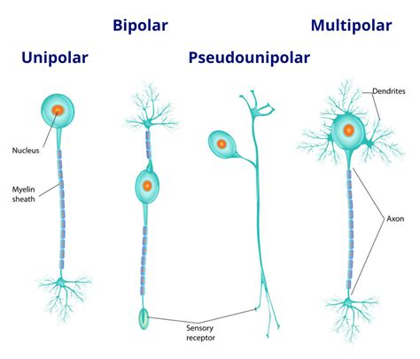 The Neuron - External Structure and Classification | Interactive Biology, with Leslie Samuel