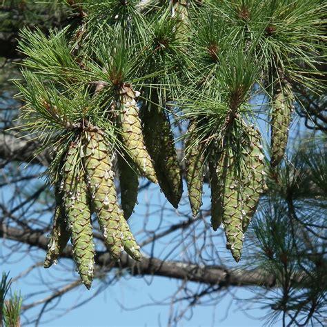 Eastern white pine | ontario.ca