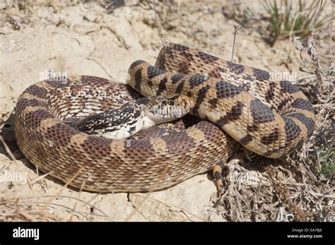 Bull snake, Pituophis catenifer, Badlands, North Dakota, USA Stock Photo - Alamy