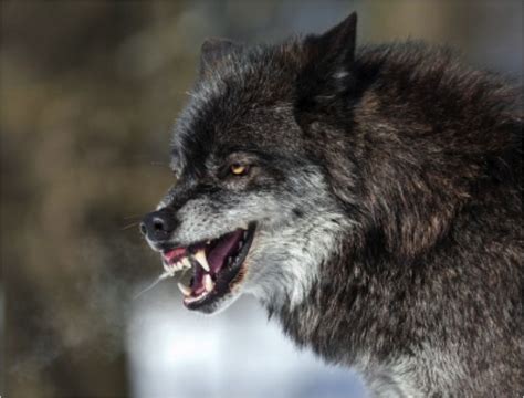 magno et malo lupo | Lobos animales, Fotos de lobo, Animales misticos